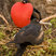 Great Frigatebird